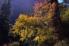 фото "autumn"