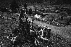 фото "tree and wood"
