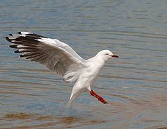 фото "Landing"