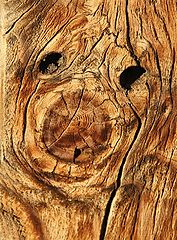 фото "Knotty But Nice 2"
