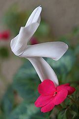 фото "Dancer"