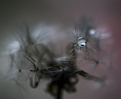 photo "***"