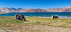 photo "Yaks"