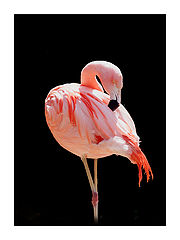 photo "Flamant"