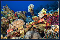 photo "Notes from the reef-1"