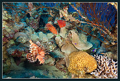 photo "Notes from the reef-2"