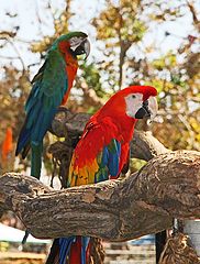 фото "Macaws"