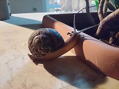 фото "Turbo"