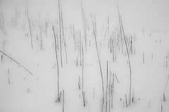 фото "Ритм травы"