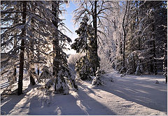 фото "Солнце проглянуло"