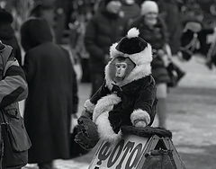 фото "Увезу тебя я в тундру ..."
