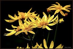фото "photo 3001"