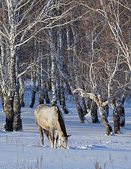 фото "Обеденное..."