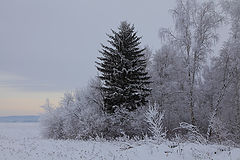 photo "***"