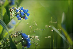photo "***"