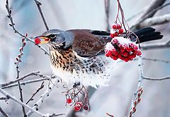 фото "Рябиновый десерт"