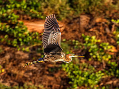 фото "Heron in flight"