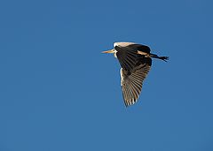 фото "Herons Flight III"