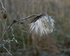 фото "Старость (an aged)"