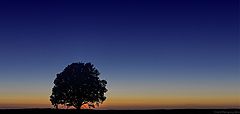 фото "the lonely tree"