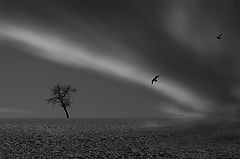 фото "The Birds and the Wind."