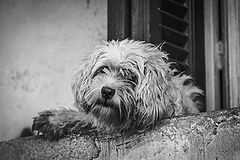 фото "Лохматик"