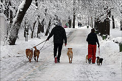 photo "Walking"