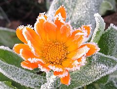 фото "Frozen)"
