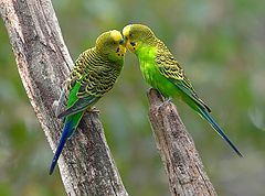 фото "Love Story"