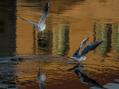 фото "Water ballet"