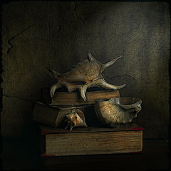 фото "Shell"