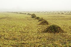 фото "Купчини"