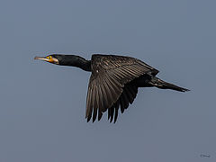 фото "Cormorant in flight"