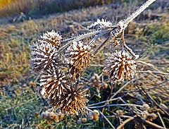 фото "Заморозки"