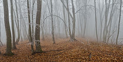 photo "***"