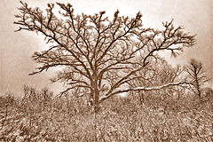 photo "***"