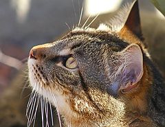 фото "Pet"