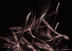 фото "Adrift"
