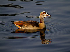 фото "Goose"