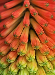фото "Garden of Miracles ..."