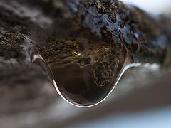 фото "Капель с примесью"