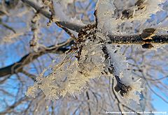 фото "Иней на дереве"