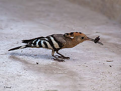 фото "Hoopoe"