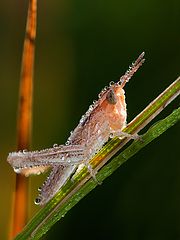 фото "Кузнечик раннеутренний"