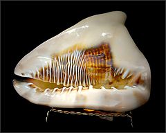 photo "conch"