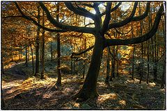 photo "Autumn Woodland"