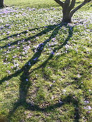 photo "Spring time"