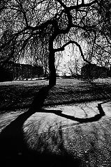 photo "Дерево и tень"