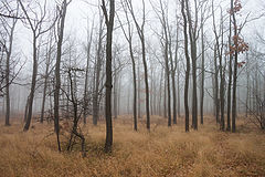photo "***"
