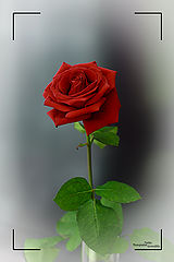photo "Just Rose"